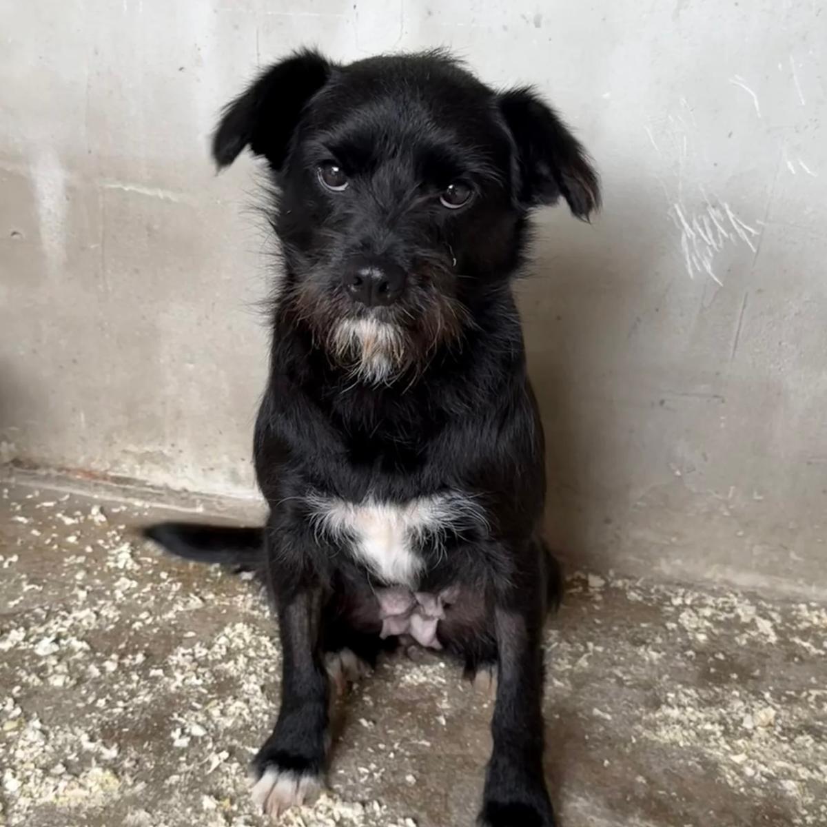 Myna - lieb und sanft – Hund Mischling sucht ein Zuhause in 37176 Nörten-Hardenberg