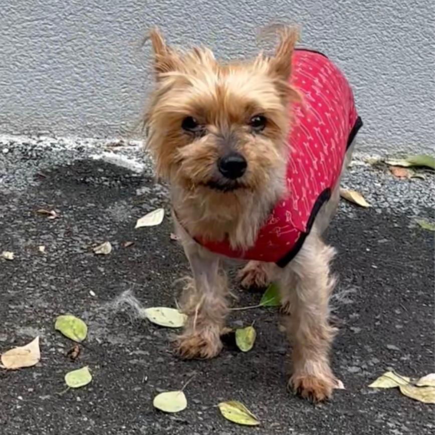 Luca - kleine Kämpferin – Hund Yorkshire Terrier sucht ein Zuhause in 37176 Nörten-Hardenberg