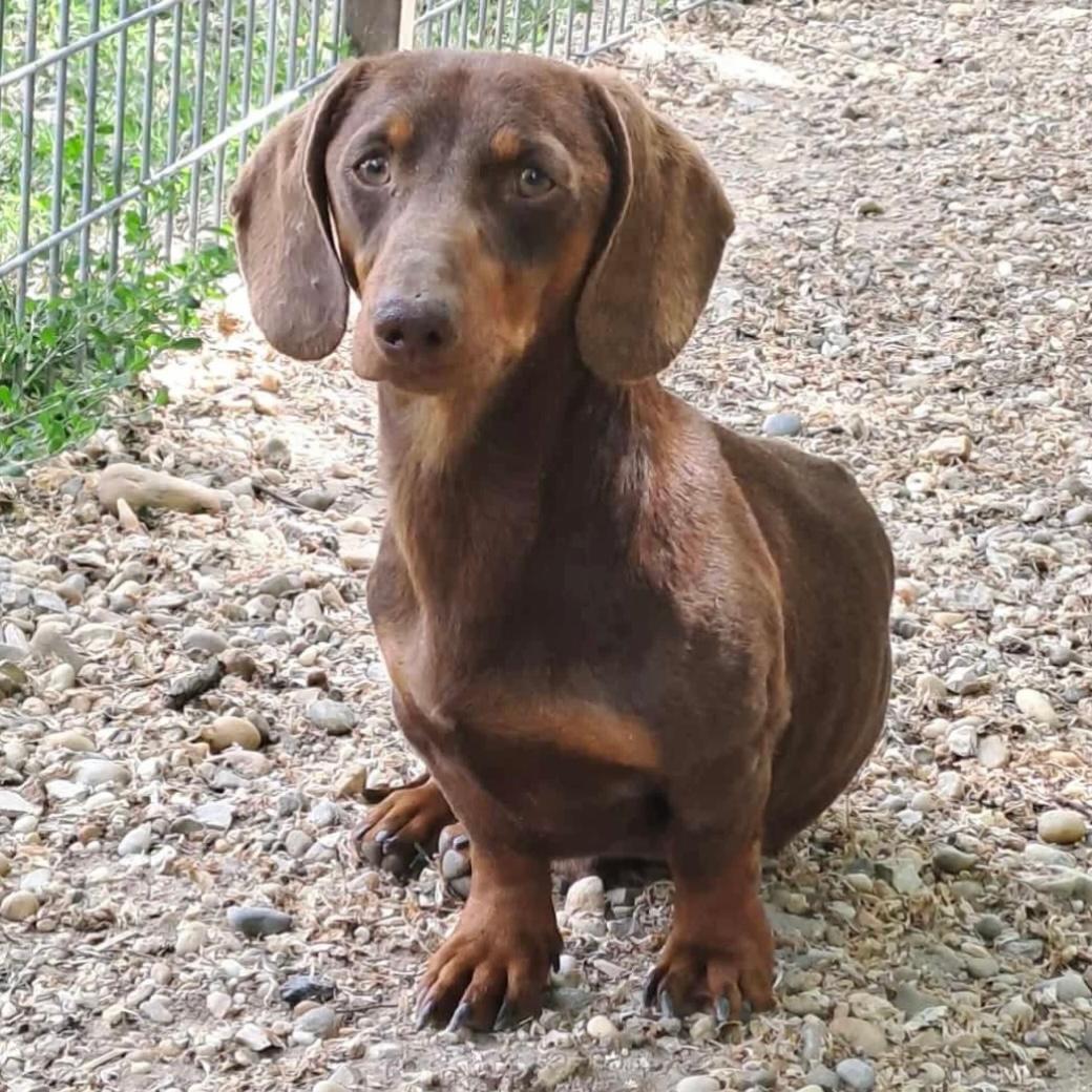 Csikasz sucht Sicherheit – Hund Dackel sucht ein Zuhause in 37176 Nörten-Hardenberg