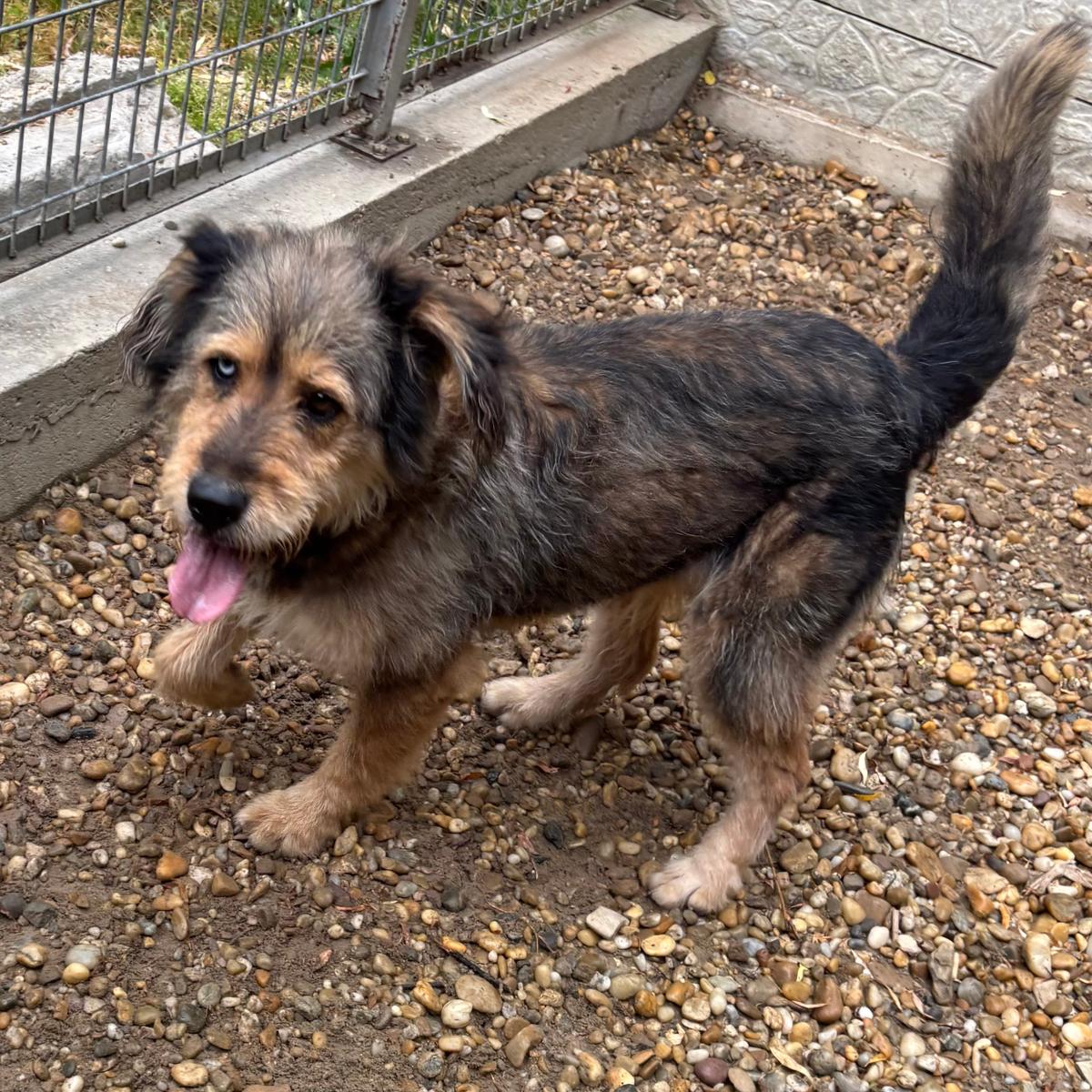 Nuga will endlich leben – Hund Mischling sucht ein Zuhause in 37176 Nörten-Hardenberg