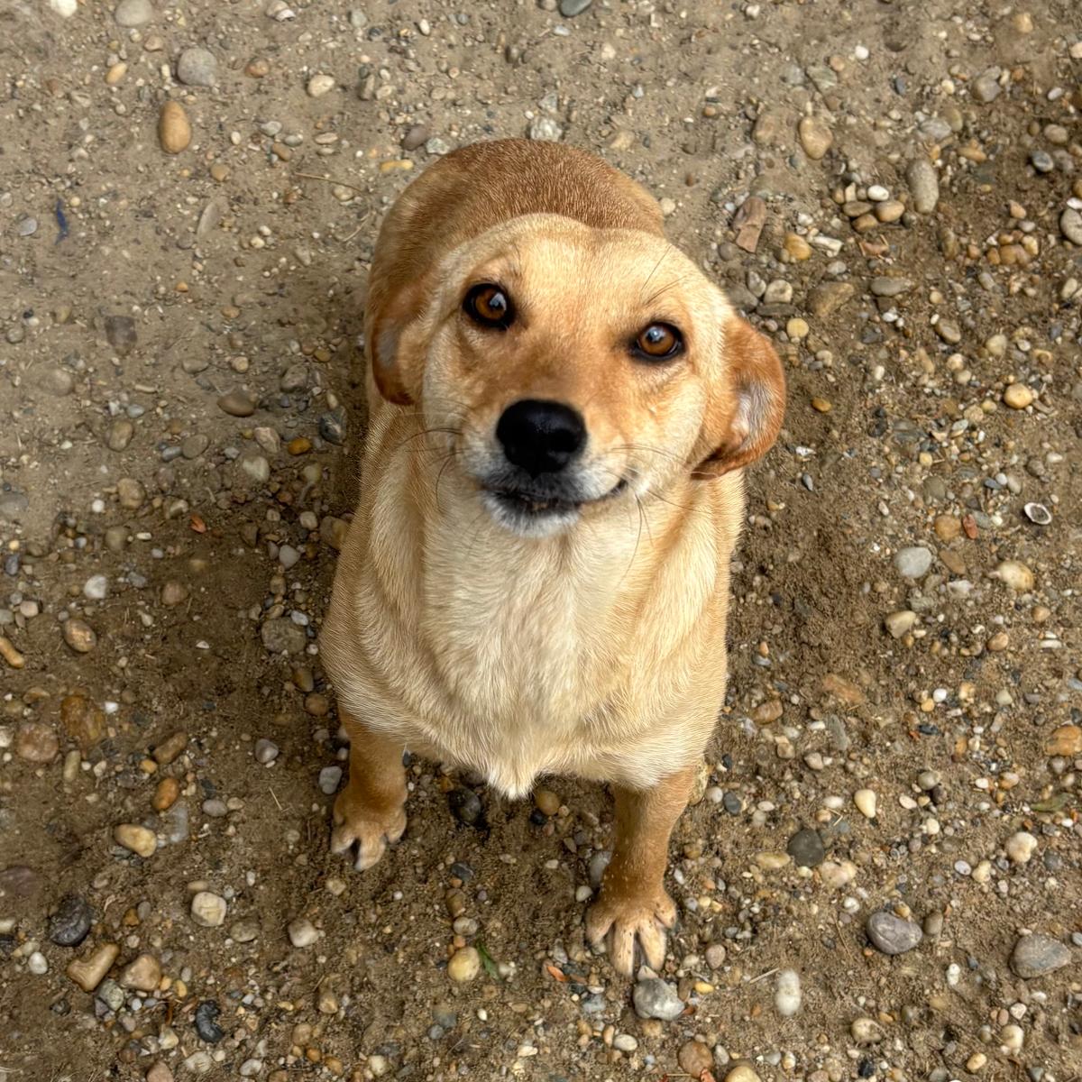 Csezi sucht Sicherheit – Hund Mischling sucht ein Zuhause in 37176 Nörten-Hardenberg
