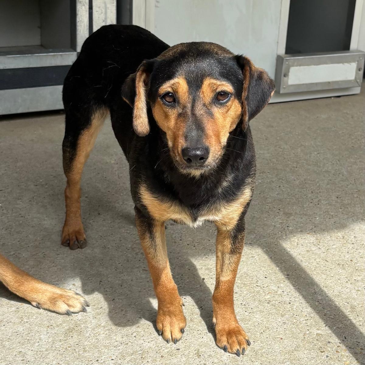 Emöke wartet auf dich – Hund Mischling sucht ein Zuhause in 37176 Nörten-Hardenberg
