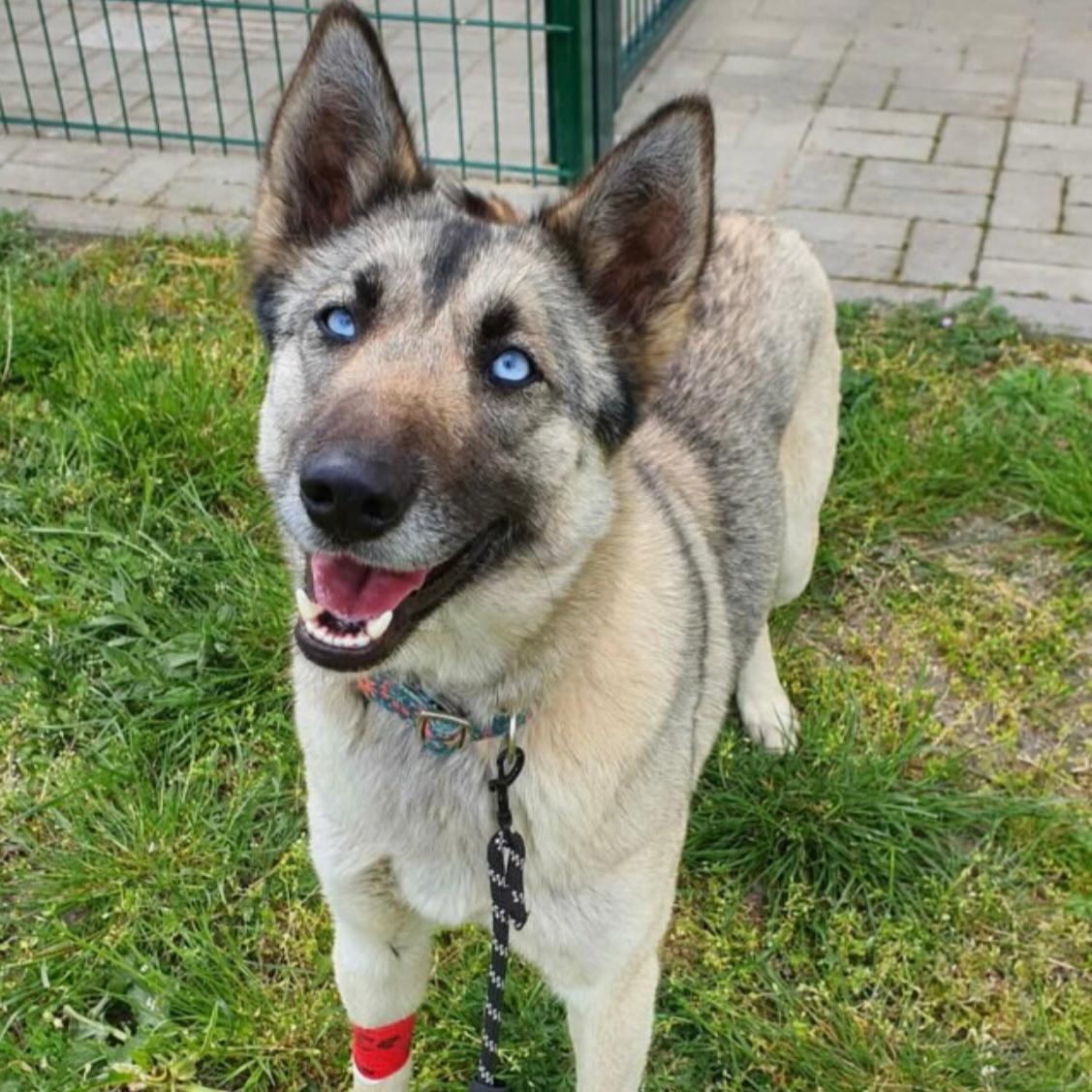 Hillary träumt von Liebe – Hund Schäferhund-Mix sucht ein Zuhause in 37176 Nörten-Hardenberg