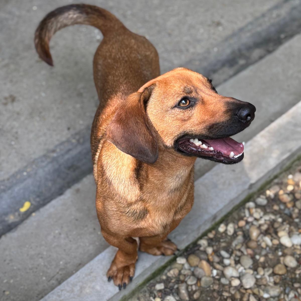 Kali wurde wieder abgegeben – Hund Dackel sucht ein Zuhause in 37176 Nörten-Hardenberg
