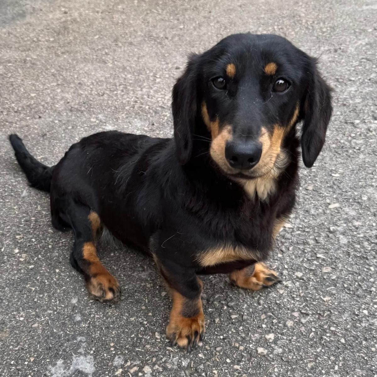 Lili sucht ihr Glück – Hund Dackel sucht ein Zuhause in 37176 Nörten-Hardenberg