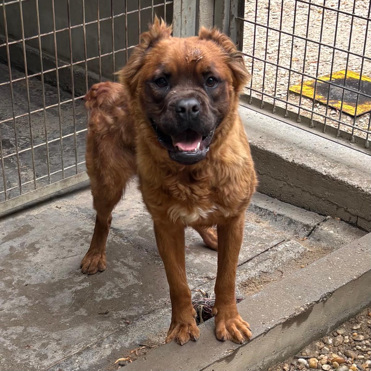 Grinch - Abenteuerhund – Hund Boxer sucht ein Zuhause in 37176 Nörten-Hardenberg