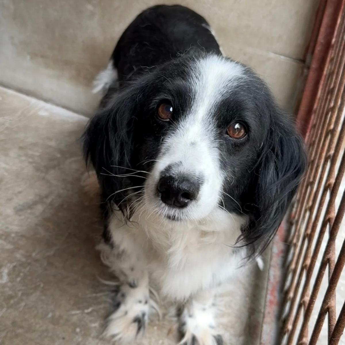 Lucia - süßer Vierbeiner sucht Zuhause – Hund Mischling sucht ein Zuhause in 37176 Nörten-Hardenberg