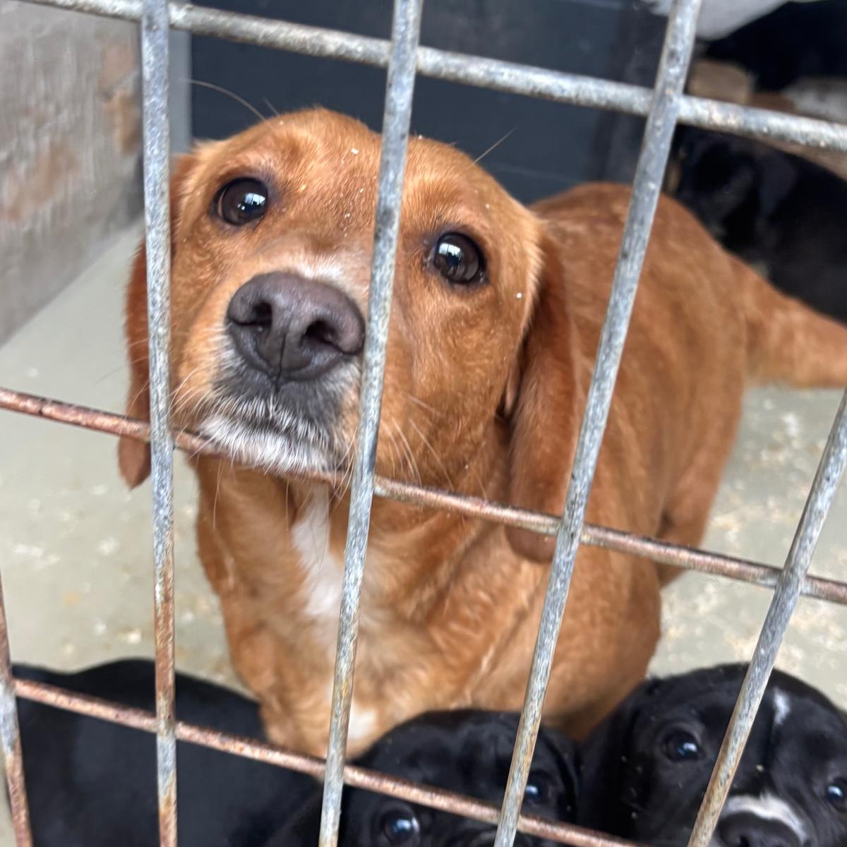 Yvon möchte das Leben neu kennenlernen – Hund Mischling sucht ein Zuhause in 37176 Nörten-Hardenberg