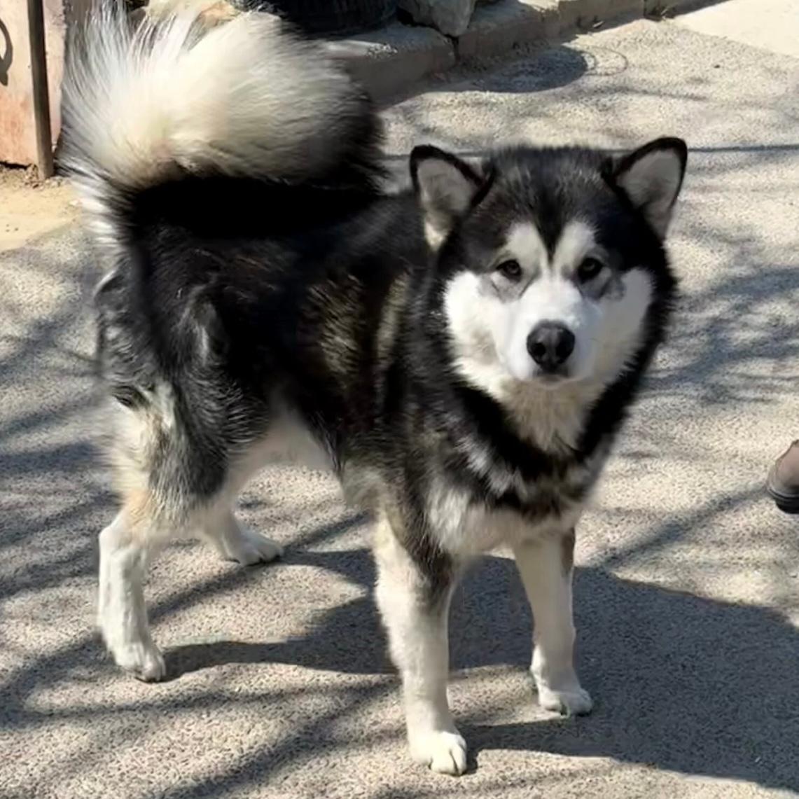 Kenai sucht aktive Menschen – Hund Alaskan Malamute sucht ein Zuhause in 37176 Nörten-Hardenberg