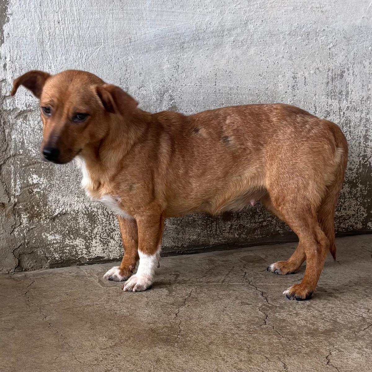 Felina - schüchtern aber liebenswert – Hund Mischling sucht ein Zuhause in 37176 Nörten-Hardenberg