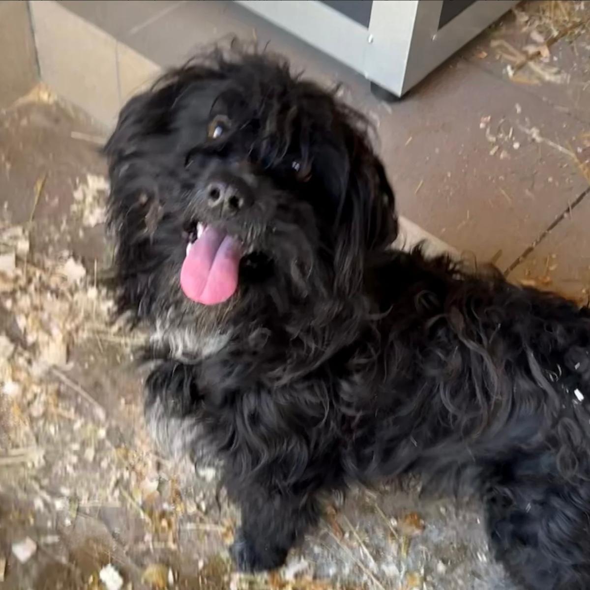 Borzi - Liebe auf vier Pfoten – Hund Mischling sucht ein Zuhause in 37176 Nörten-Hardenberg