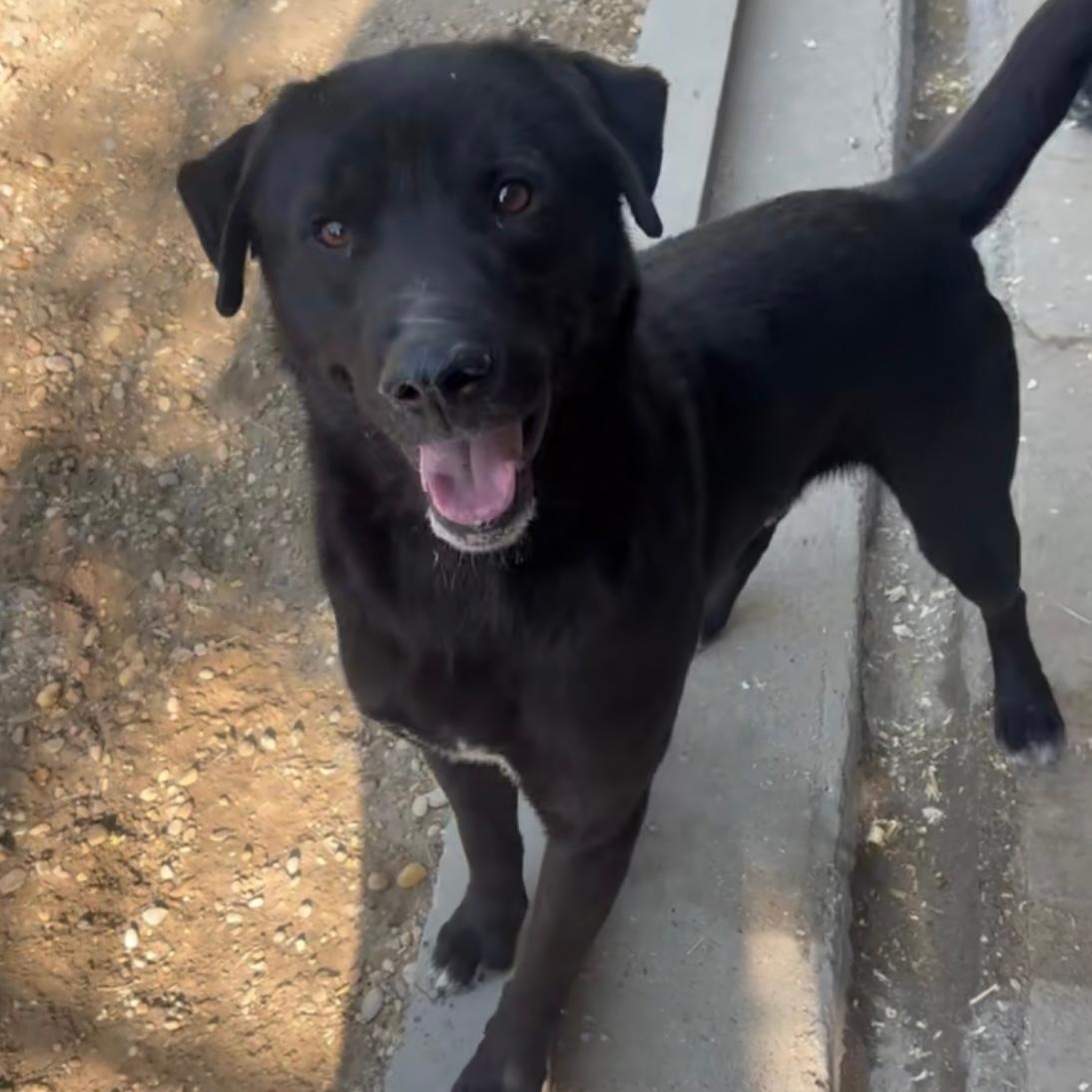 Shield - treuer Blick, großes Herz – Hund Mischling sucht ein Zuhause in 37176 Nörten-Hardenberg