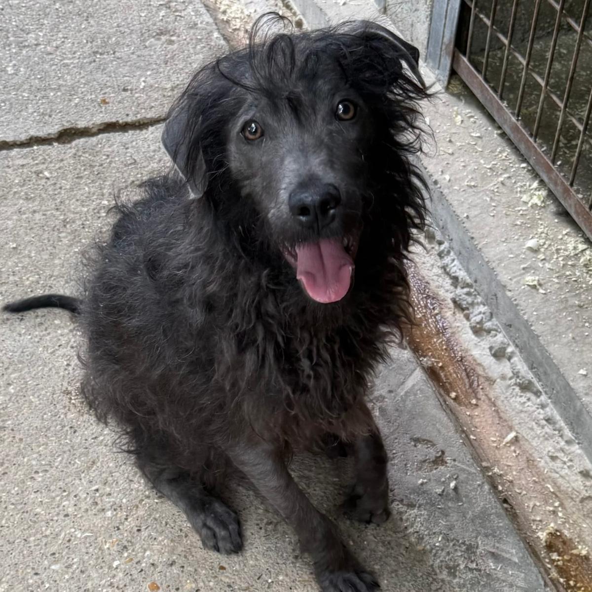 Hamu lief auf der Straße – Hund Mischling sucht ein Zuhause in 37176 Nörten-Hardenberg