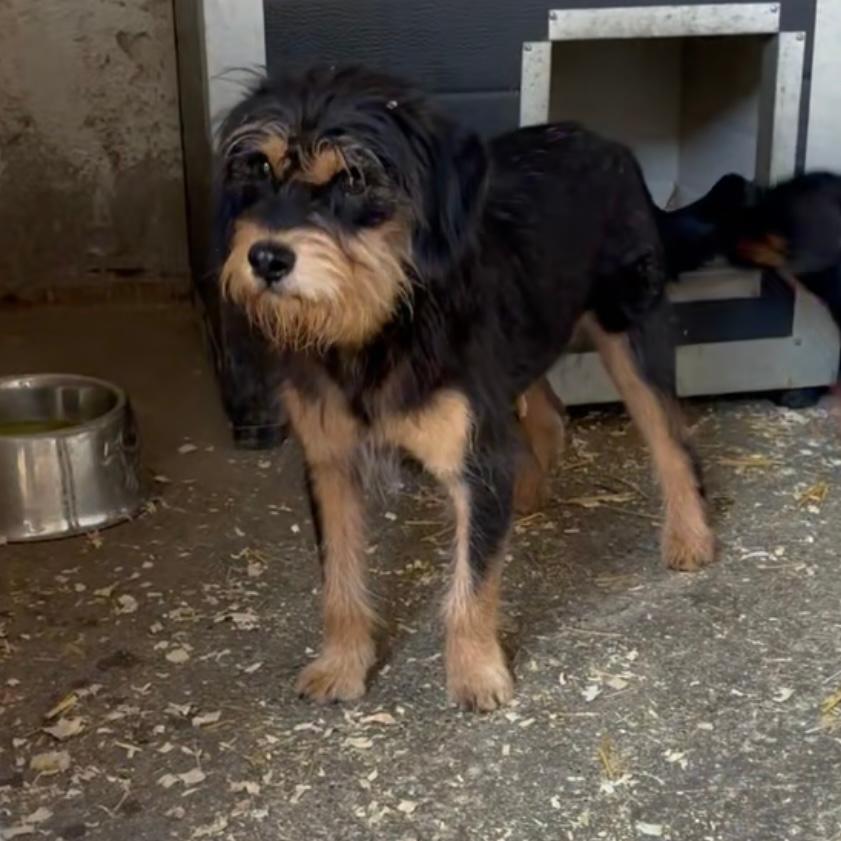 Szeki - bereit für die Welt – Hund Mischling sucht ein Zuhause in 37176 Nörten-Hardenberg