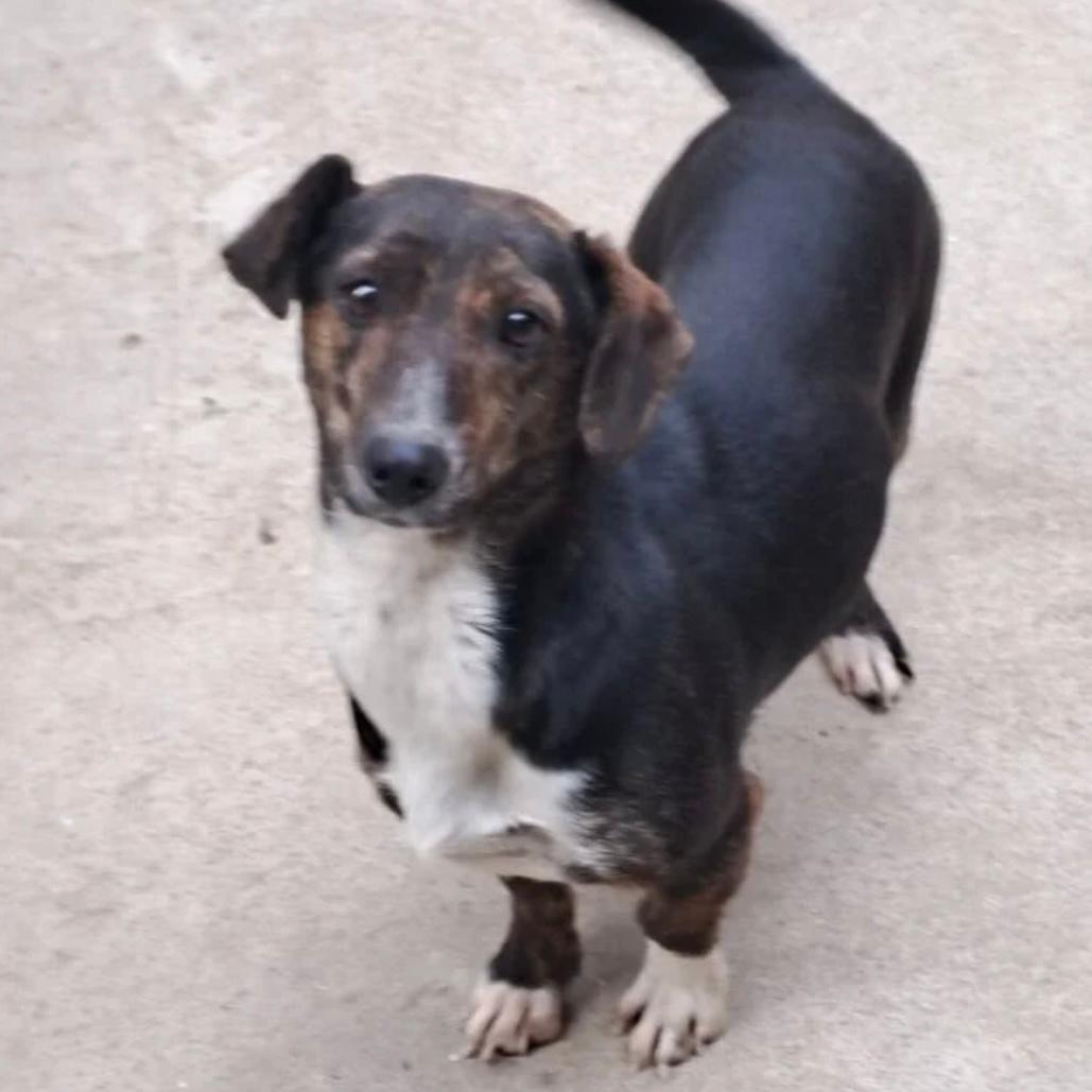 Loire - treue Seele – Hund Mischling sucht ein Zuhause in 37176 Nörten-Hardenberg