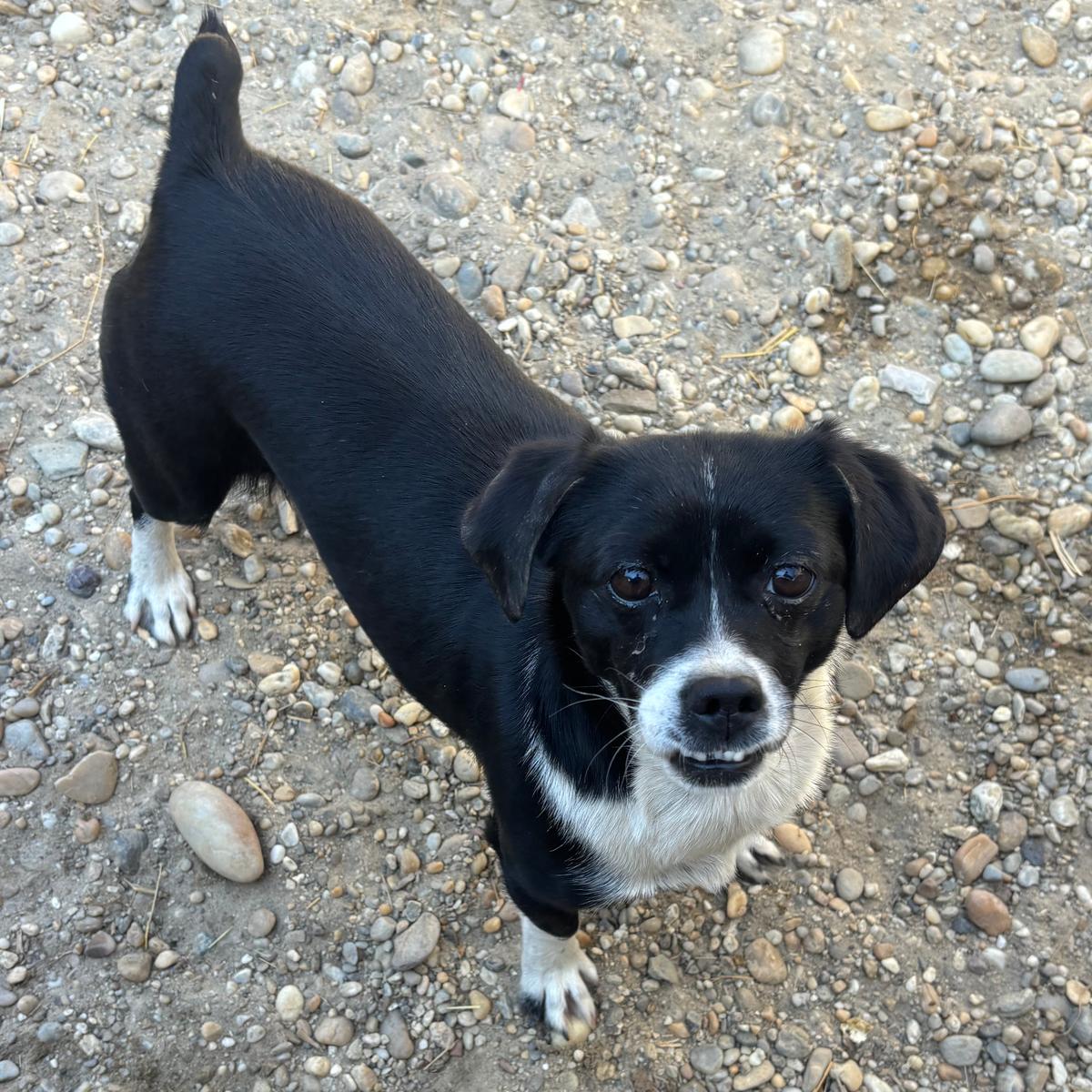 Giri - kleine Kämpferin – Hund Mischling sucht ein Zuhause in 37176 Nörten-Hardenberg