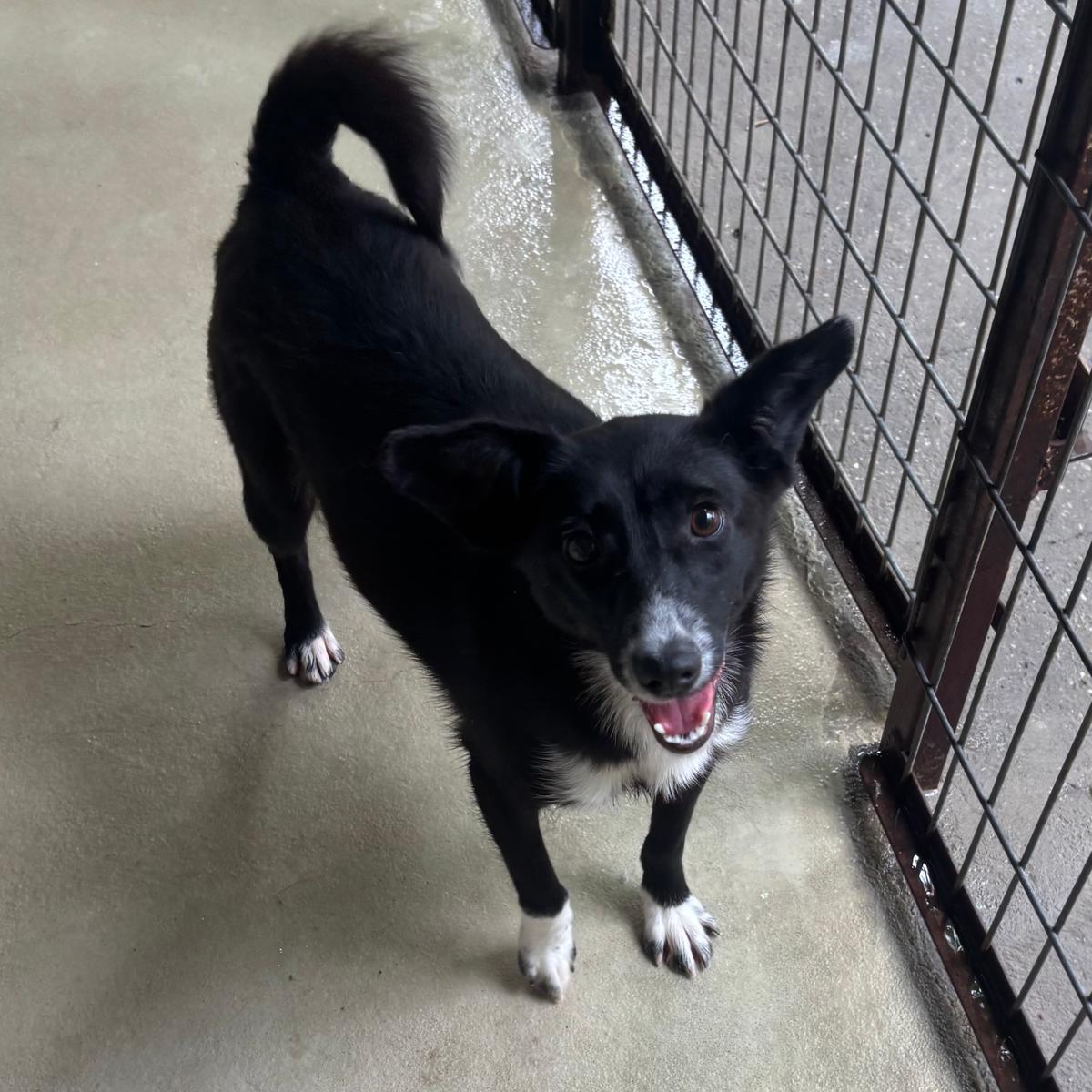 Orsika - sanfte Hündin – Hund Mischling sucht ein Zuhause in 37176 Nörten-Hardenberg