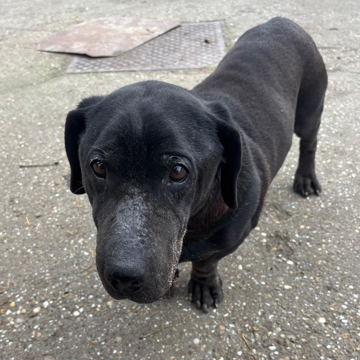 Darun - Lebensabend gesucht – Hund Dackel sucht ein Zuhause in 37176 Nörten-Hardenberg