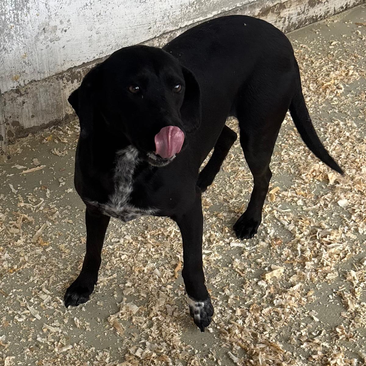 Soila sucht ein ruhiges Zuhause – Hund Mischling sucht ein Zuhause in 37176 Nörten-Hardenberg