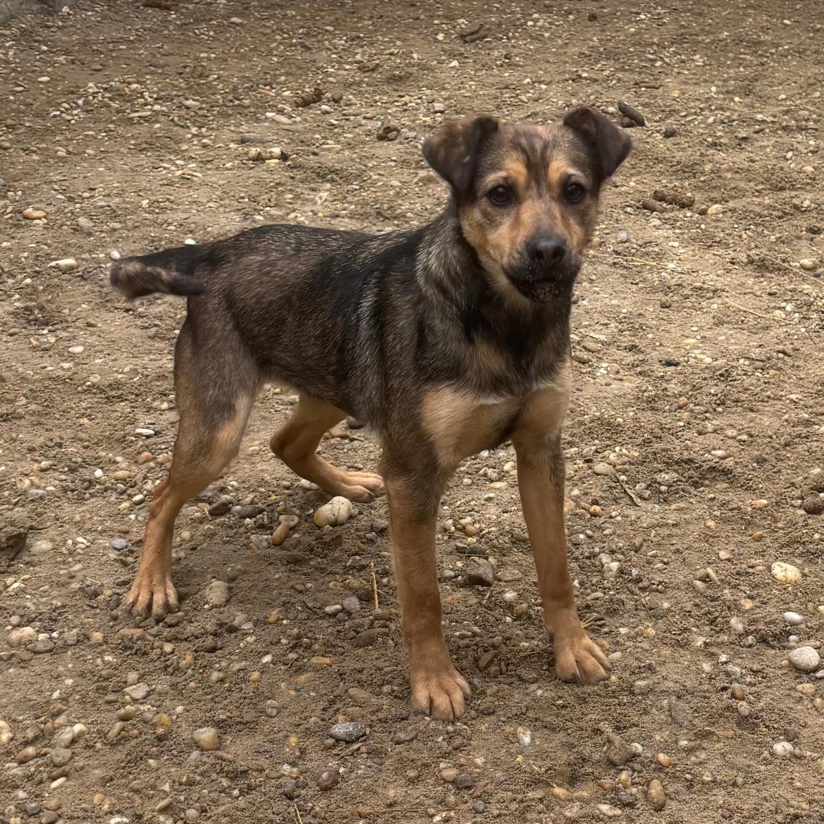 Borika sucht Geborgenheit  – Hund Mischling sucht ein Zuhause in 37176 Nörten-Hardenberg