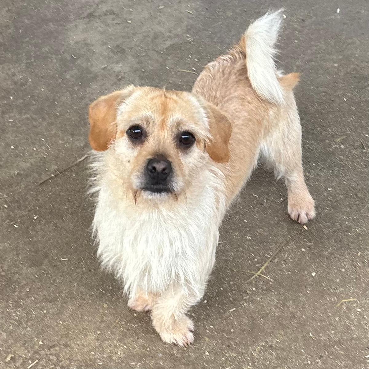 Sticky sucht dich – Hund Dackel sucht ein Zuhause in 37176 Nörten-Hardenberg
