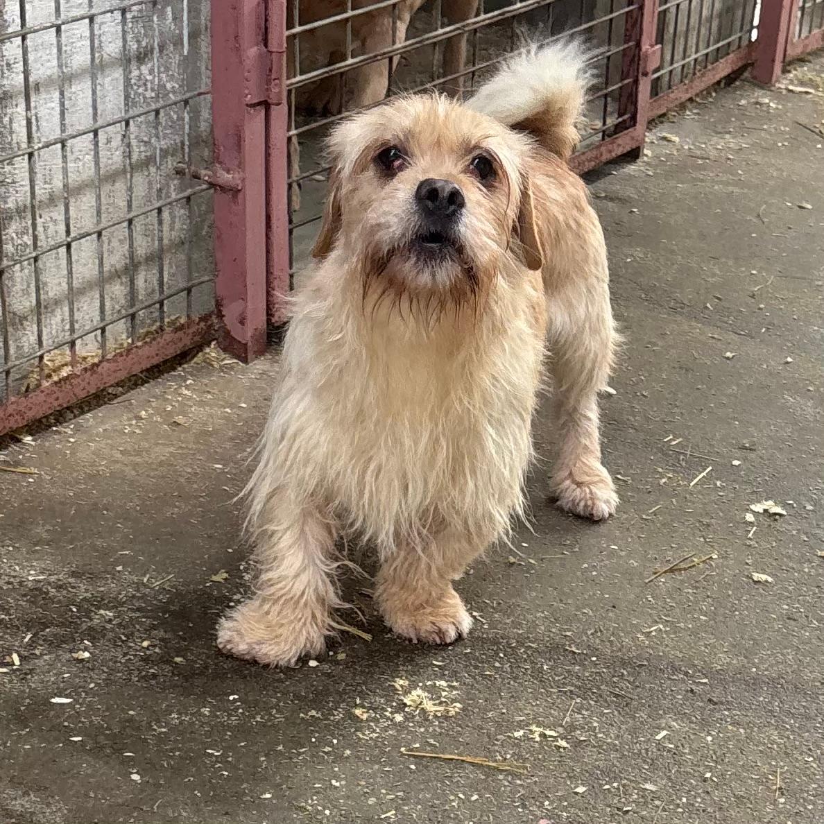 Office taut langsam auf – Hund Dackel sucht ein Zuhause in 37176 Nörten-Hardenberg