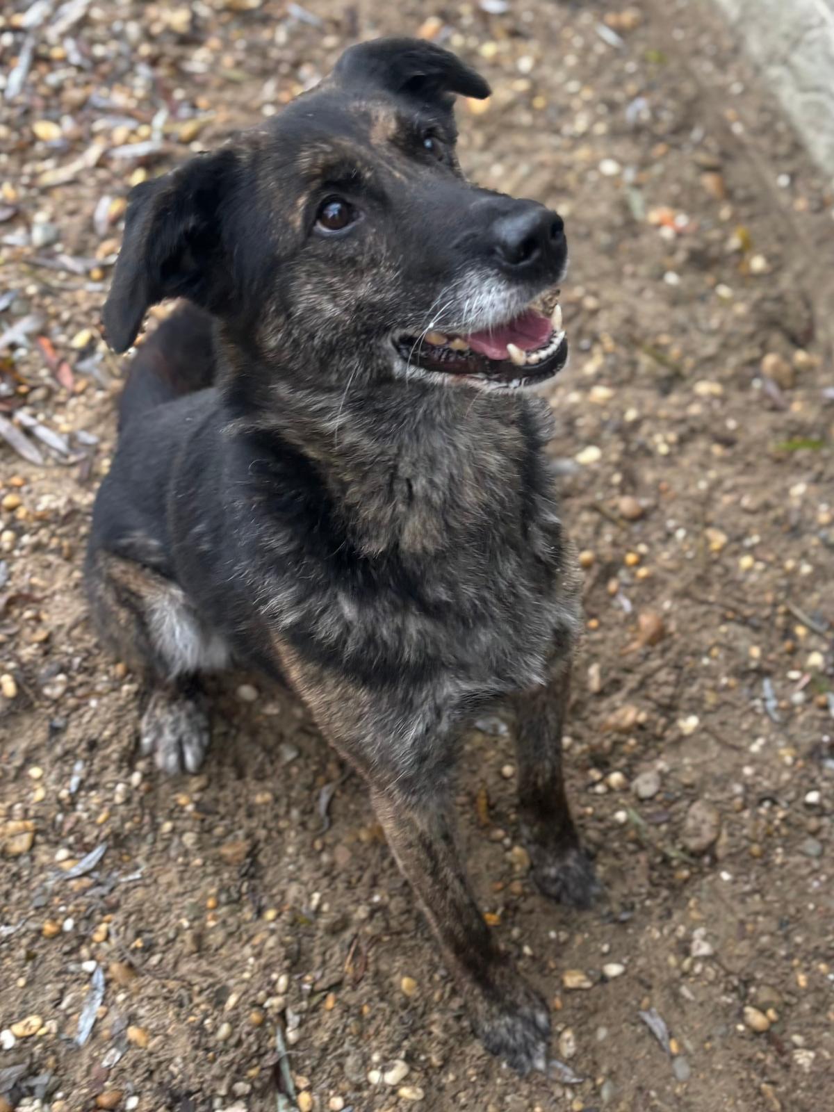 Baron wurde alleine zurückgelassen – Hund Mischling sucht ein Zuhause in 37176 Nörten-Hardenberg