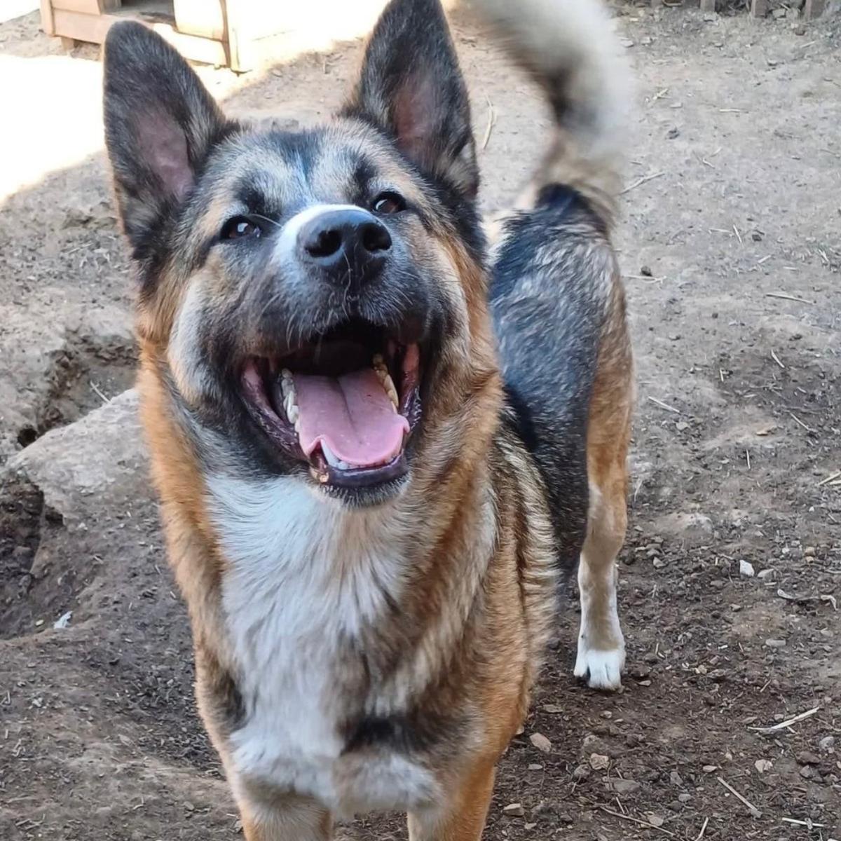 Erin möchte die Welt kennenlernen – Hund Schäferhund-Mix sucht ein Zuhause in 37176 Nörten-Hardenberg
