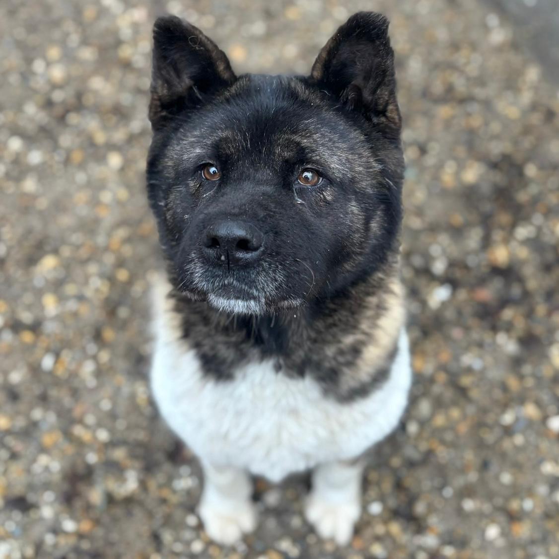 Kyra - sanfte Seele  – Hund Akita sucht ein Zuhause in 37176 Nörten-Hardenberg