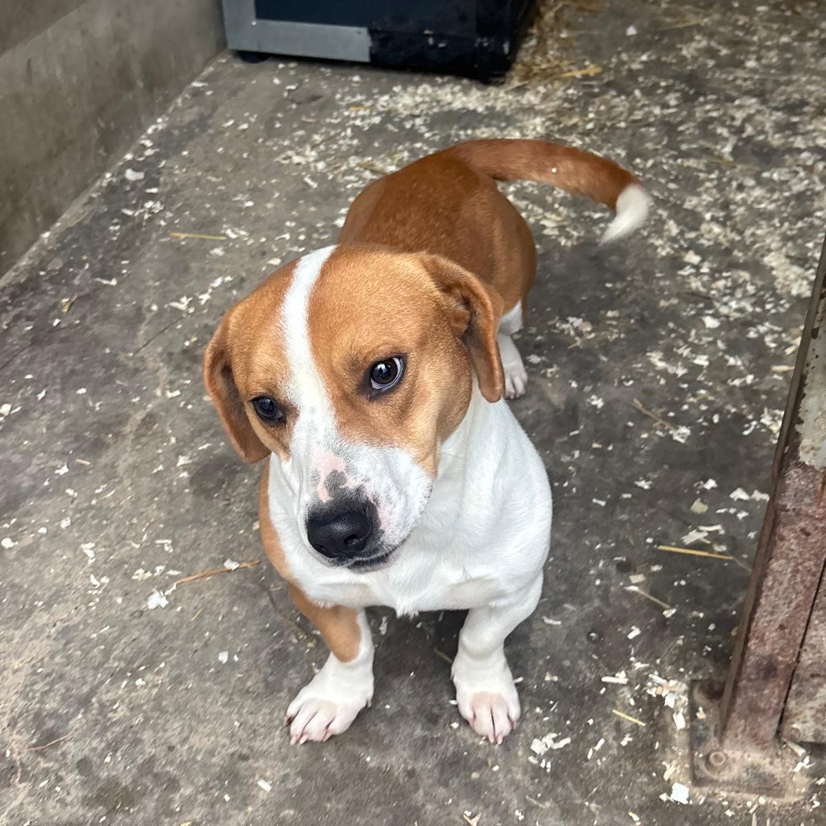 Dundu - auf der Suche nach Glück – Hund Mischling sucht ein Zuhause in 37176 Nörten-Hardenberg