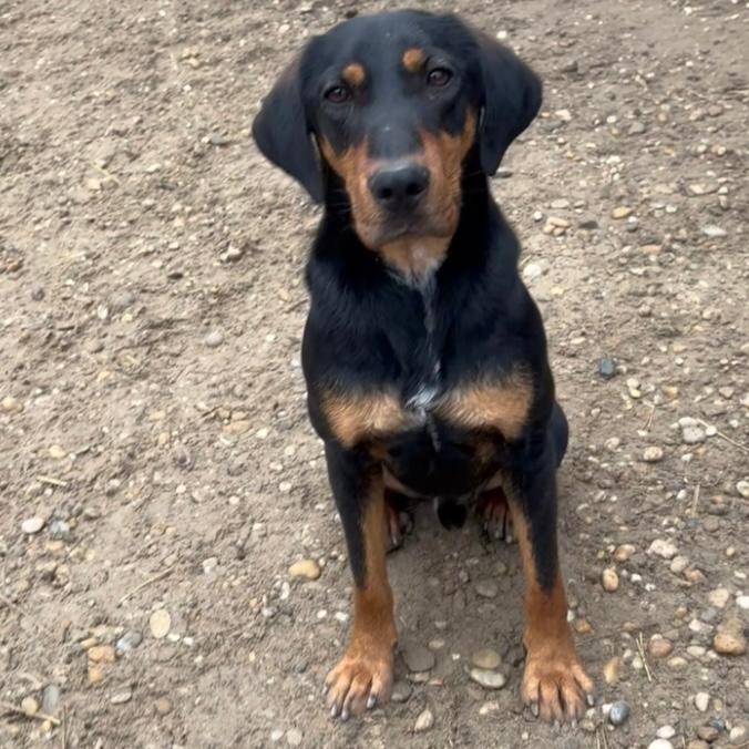 Yaro - vorsichtiger Rüde – Hund Mischling sucht ein Zuhause in 37176 Nörten-Hardenberg