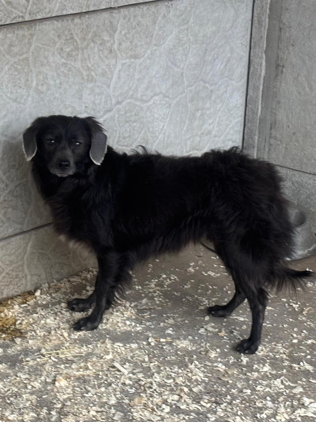 Lesh sucht Liebe – Hund Mischling sucht ein Zuhause in 37176 Nörten-Hardenberg