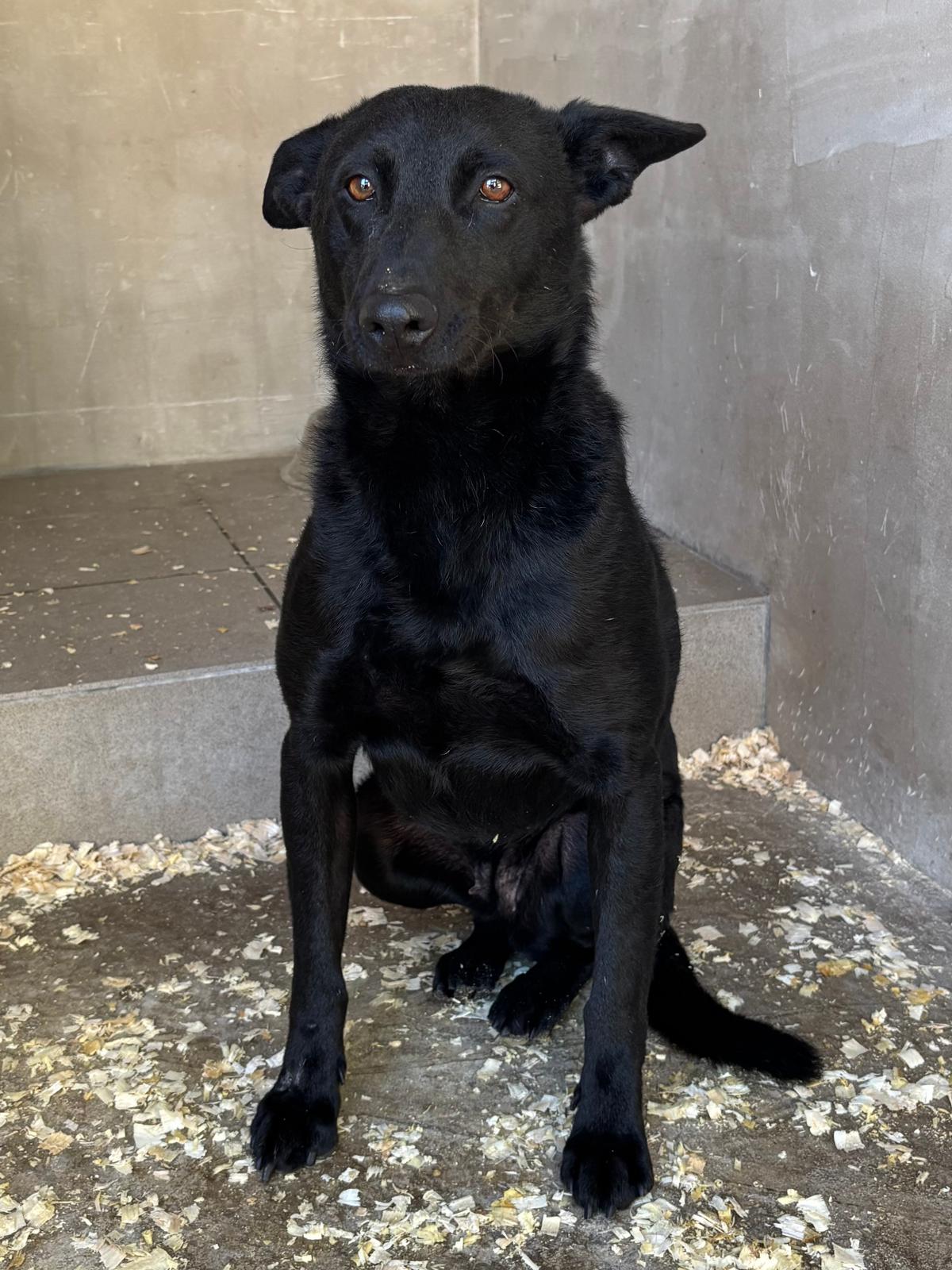 Panda - hübsche Hündin – Hund Mischling sucht ein Zuhause in 37176 Nörten-Hardenberg