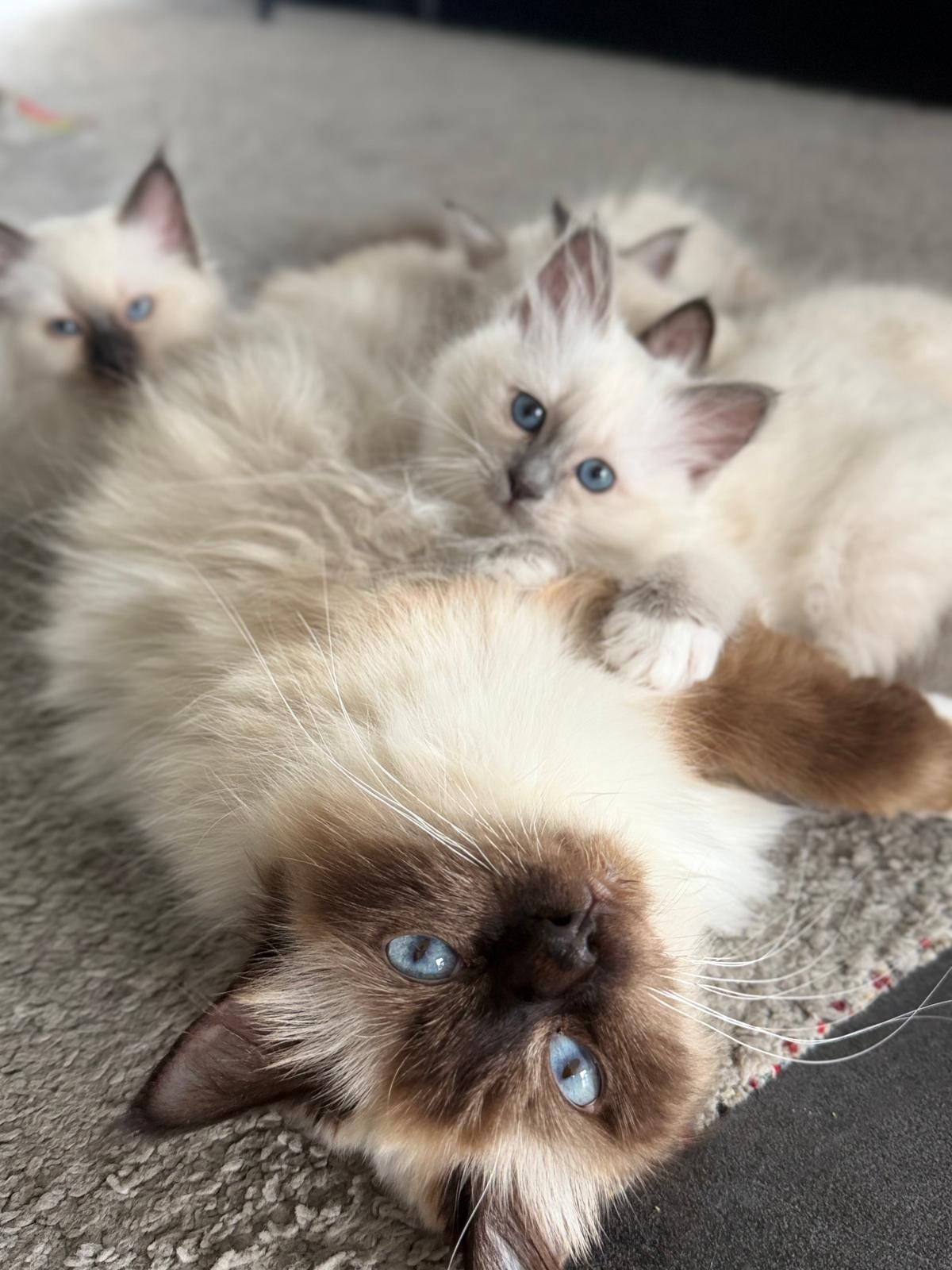 Liebevolle heilige Birma Kitten 🐾 – Katze Birma sucht ein Zuhause in Ilsede