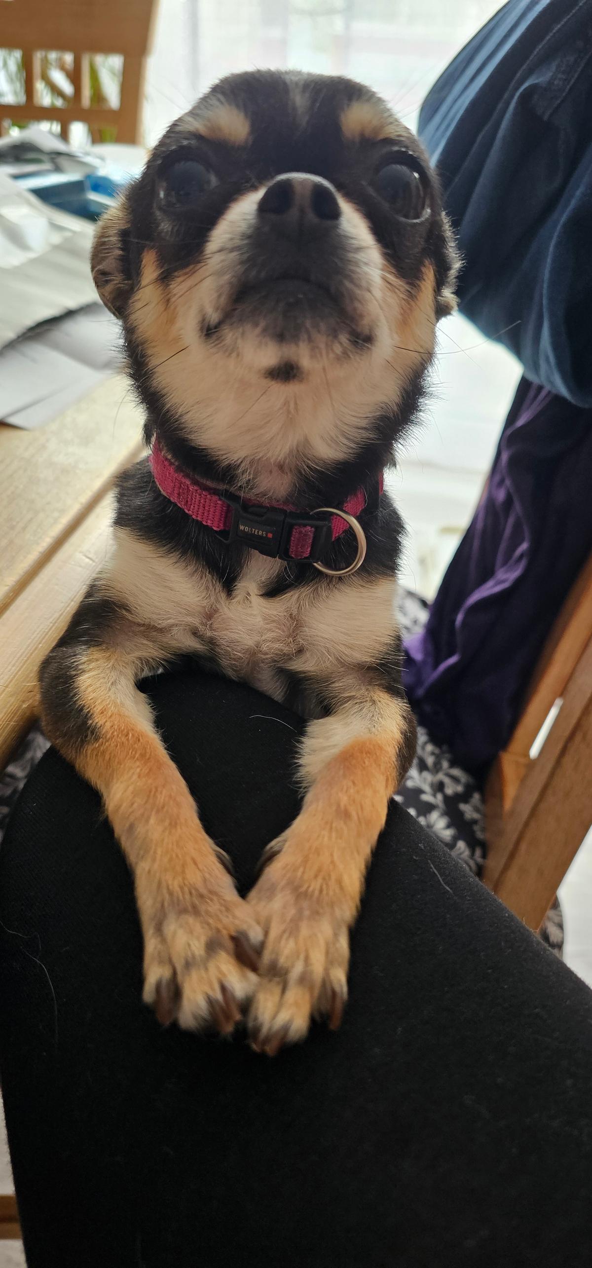 Prinzessin sucht liebevolles Zuhause als Einzelprinzessin – Hund Chihuahua sucht ein Zuhause in Dinslaken
