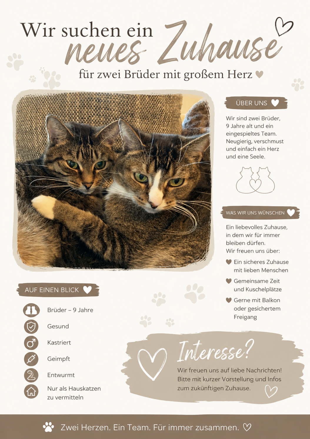 Liebevolle Katzenbrüder suchen ein neues Für-immer-Zuhause – Katze Europäisch Kurzhaar sucht ein Zuhause in Frankfurt