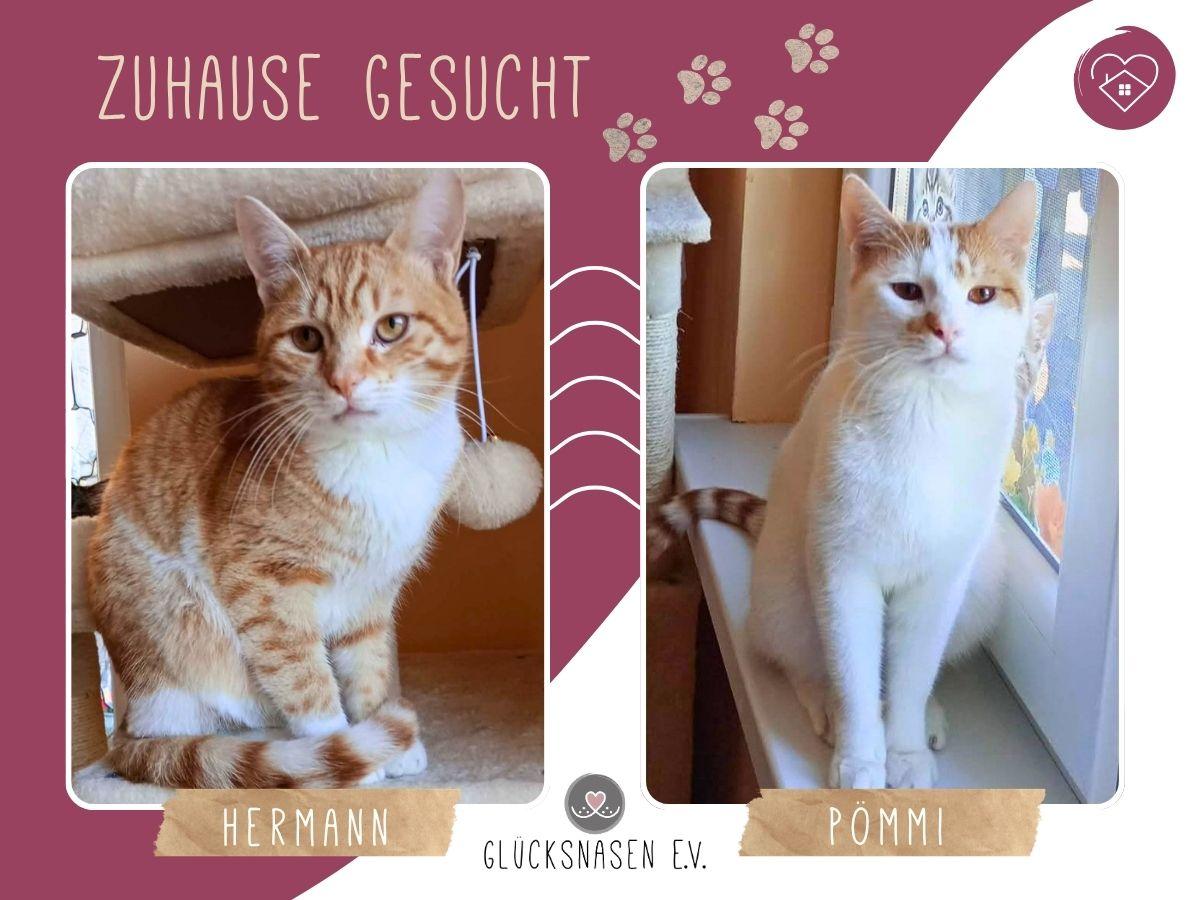 Kater Hermann und Pömmi warten auf Dich – Katze sucht ein Zuhause in Hessisch Oldendorf 