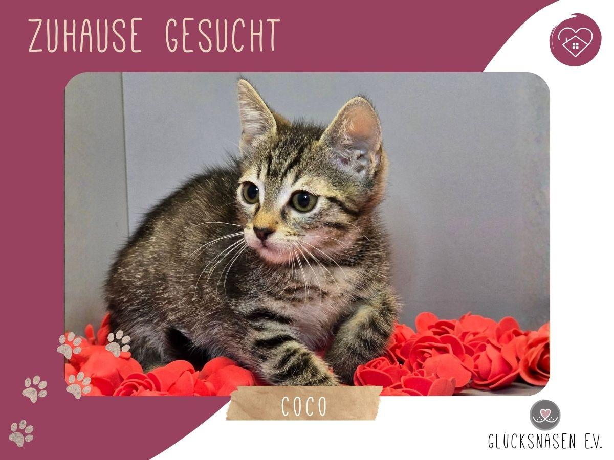 Katzenmädchen Coco packt gern ihren Koffer – Katze Europäisch Kurzhaar sucht ein Zuhause in Hessisch Oldendorf 