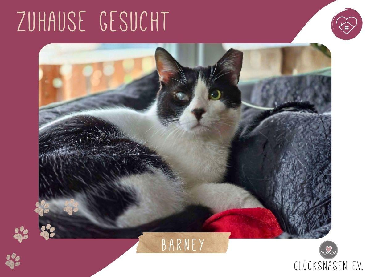 Kuschelkater Barney wartet auf Post von Dir – Katze sucht ein Zuhause in Hessisch Oldendorf 