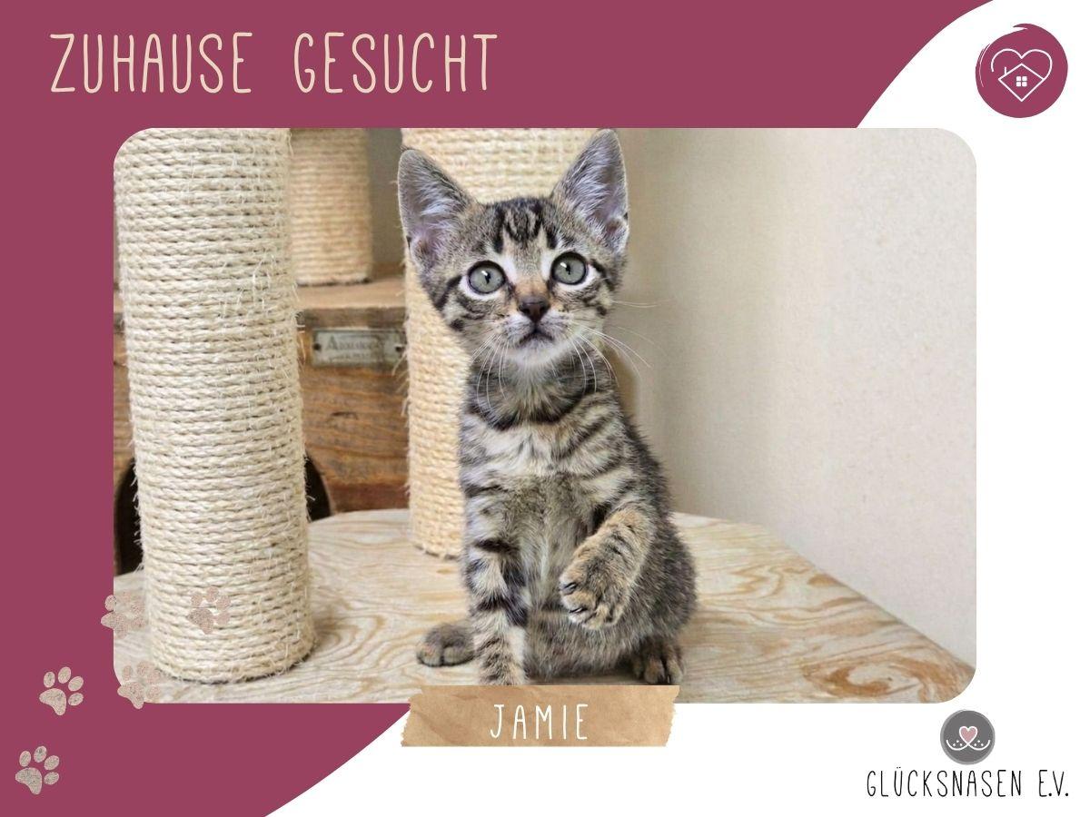 Katzenjunge Jamie spielt und kuschelt gern – Katze Europäisch Kurzhaar sucht ein Zuhause in Hessisch Oldendorf 