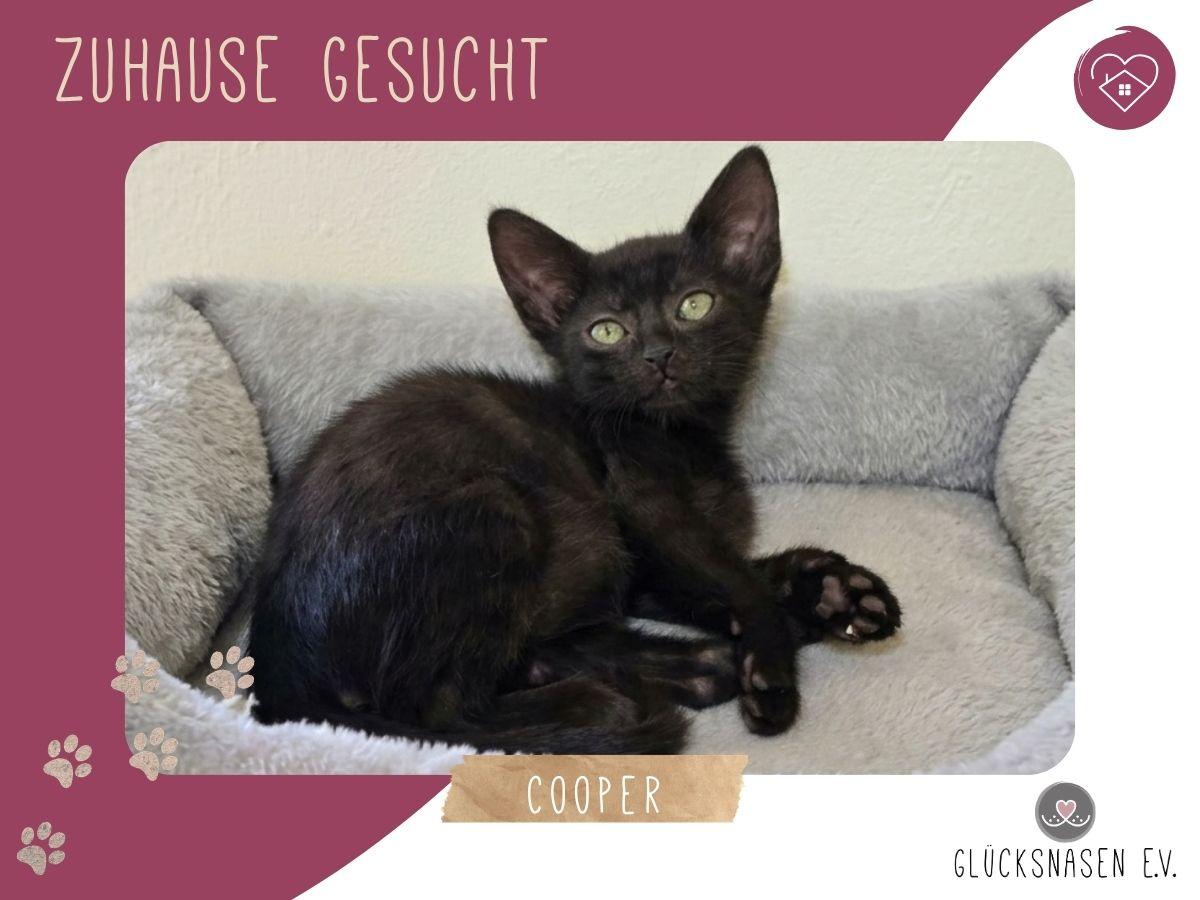 Katzenbub Cooper wünscht sich eine Familie – Katze sucht ein Zuhause in Hessisch Oldendorf 