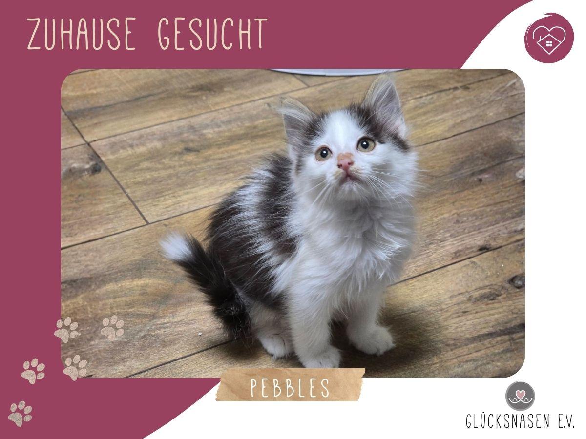 Kätzchen Pebbles sucht ihr eigenes Körbchen – Katze sucht ein Zuhause in Hessisch Oldendorf 