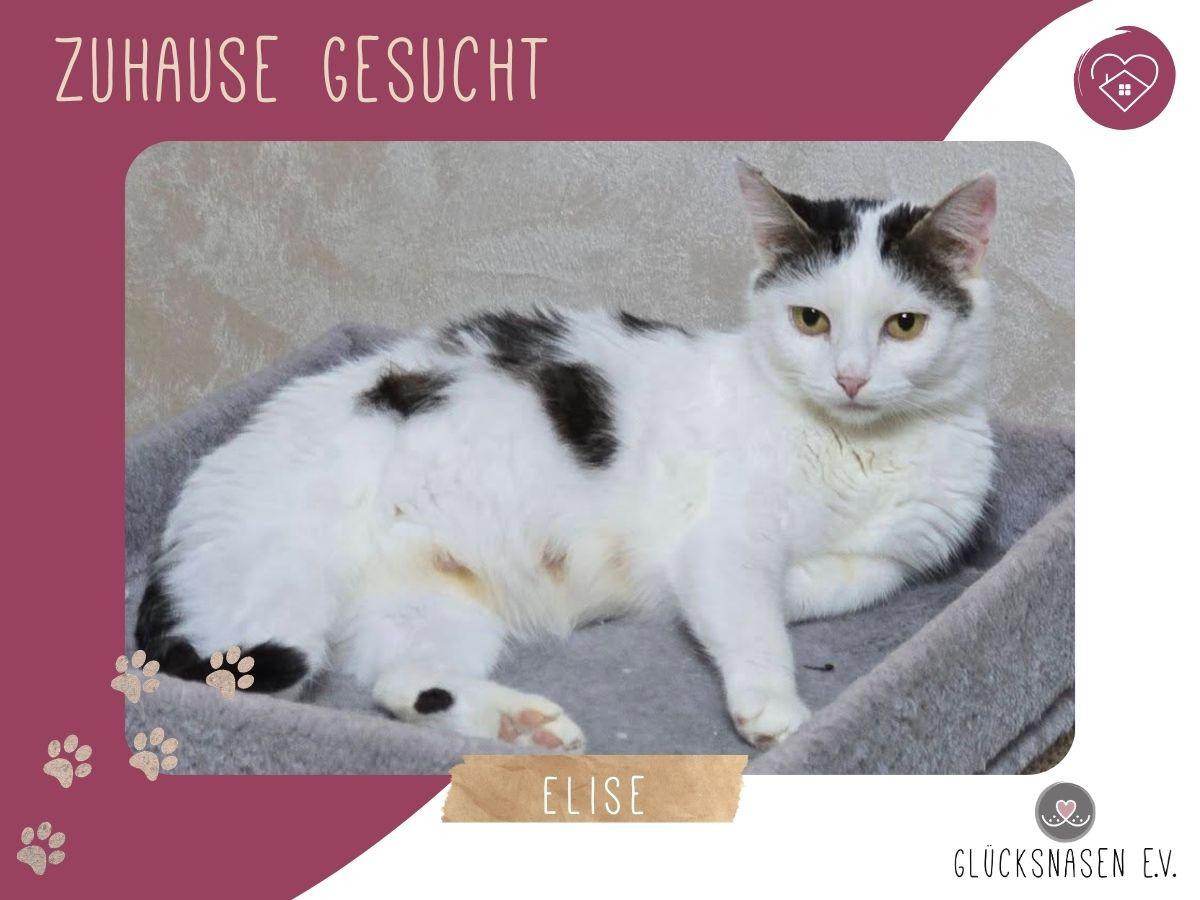 Katze Elise möchte Dein Herz erobern – Katze sucht ein Zuhause in Hessisch Oldendorf 
