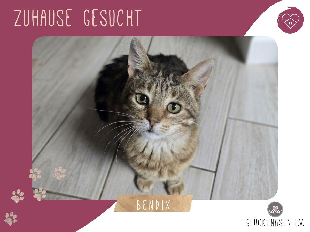 Kater Bendix sucht seine lieben Menschen – Katze Europäisch Kurzhaar sucht ein Zuhause in Hessisch Oldendorf 
