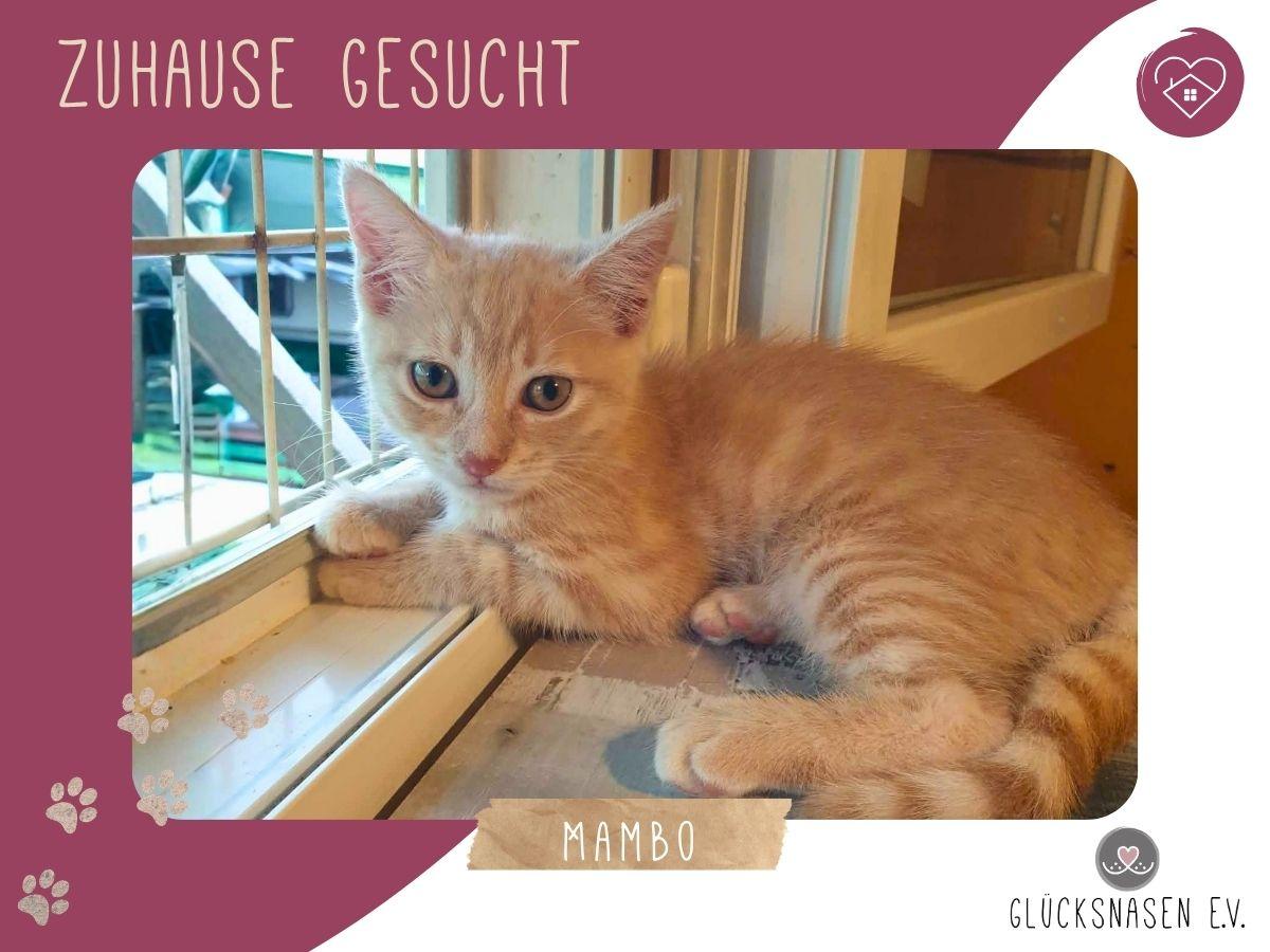 Kätzchen Mambo möchte Deine Welt erobern – Katze sucht ein Zuhause in Hessisch Oldendorf 