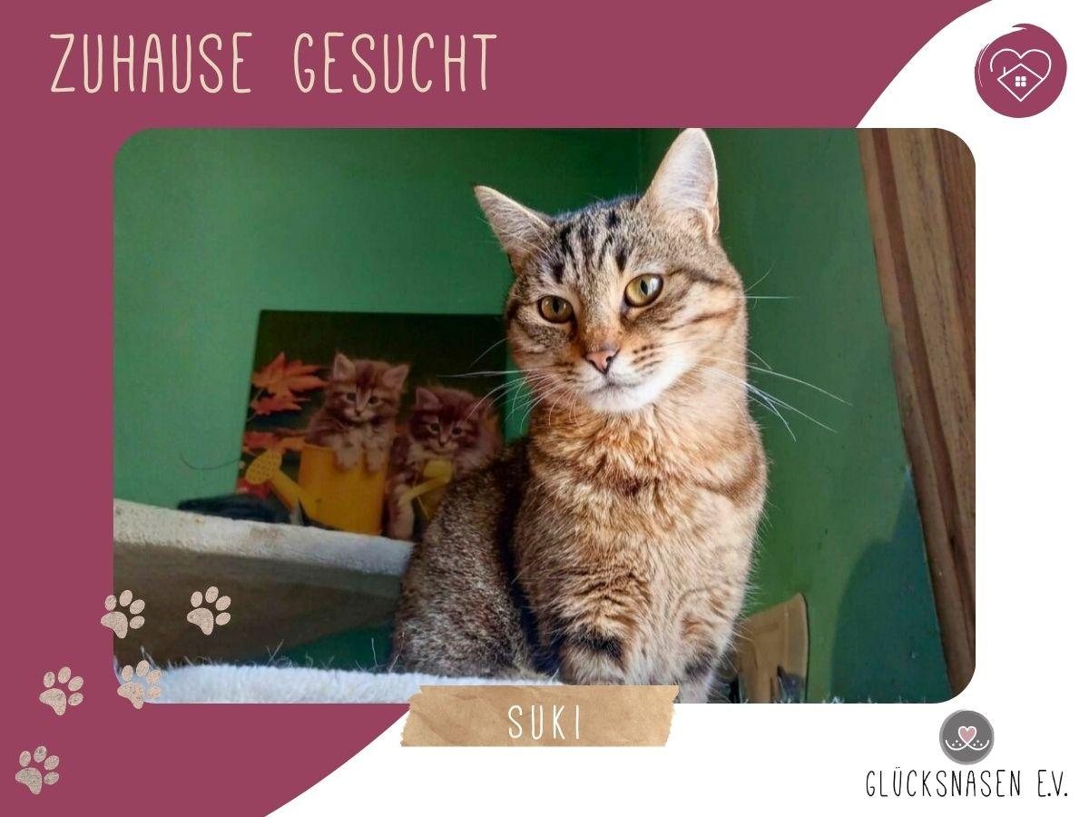 Katze Suki möchte endlich ankommen – Katze sucht ein Zuhause in Hessisch Oldendorf 