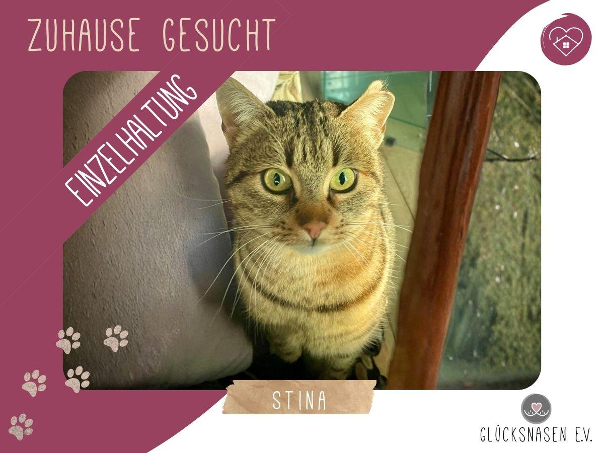 Katze Stina wünscht sich so gern eine Familie – Katze Europäisch Kurzhaar sucht ein Zuhause in Hessisch Oldendorf 