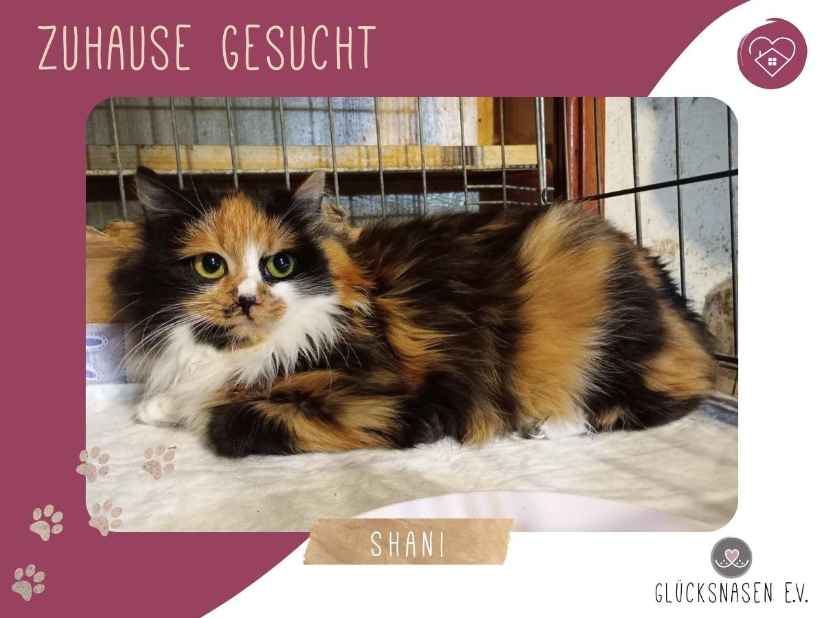Kätzchen Shani sucht Dich zum kuscheln – Katze Europäisch Kurzhaar sucht ein Zuhause in Hessisch Oldendorf 