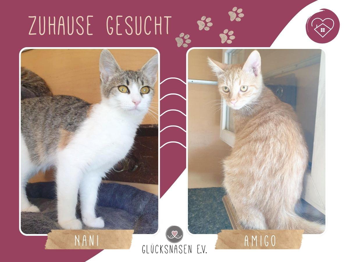 Katzen Amigo und Nani möchten reisen – Katze Europäisch Kurzhaar sucht ein Zuhause in Hessisch Oldendorf 