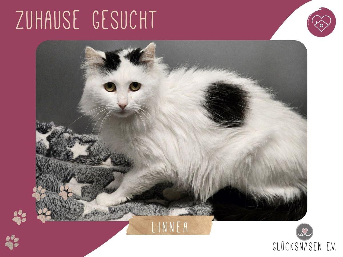 Katze Linnea braucht etwas Zeit zum ankommen – Katze Europäisch Kurzhaar sucht ein Zuhause in Hessisch Oldendorf 